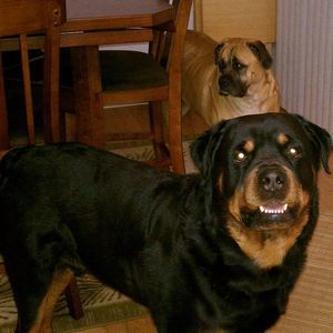 Meet your Posher, Aretha